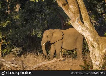 African bush elephant in twilight in Kruger National park, South Africa ; Specie Loxodonta africana family of Elephantidae. African bush elephant in Kruger National park, South Africa