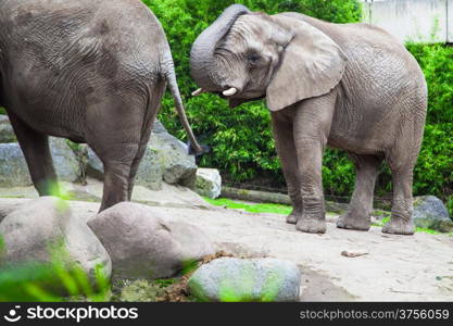 african bush elephant in zoo