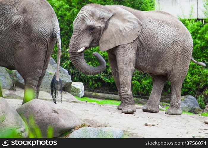 african bush elephant in zoo