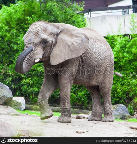 african bush elephant in zoo