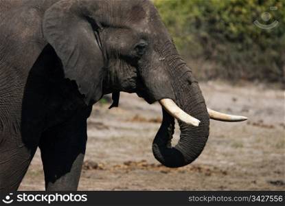 AFRICAN BUSH ELEPHANT (Loxodonta africana) drinking, Chobe National Park