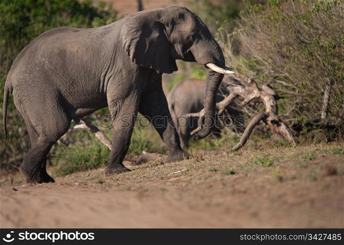 AFRICAN BUSH ELEPHANT (Loxodonta africana) walking uphill