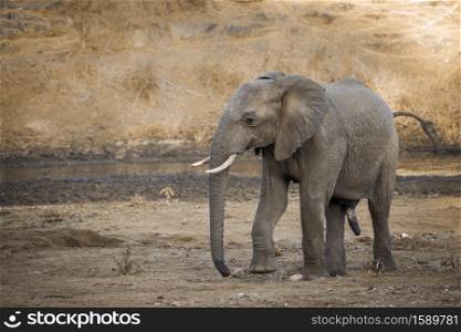 African bush elephant male en riverside in Kruger National park, South Africa ; Specie Loxodonta africana family of Elephantidae. African bush elephant in Kruger National park, South Africa