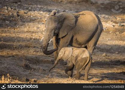 African bush elephant mother and calf in Kruger National park, South Africa ; Specie Loxodonta africana family of Elephantidae. African bush elephant in Kruger National park, South Africa