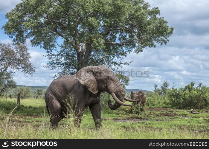 African bush elephant mud bathng in Kruger National park, South Africa ; Specie Loxodonta africana family of Elephantidae. African bush elephant in Kruger National park, South Africa