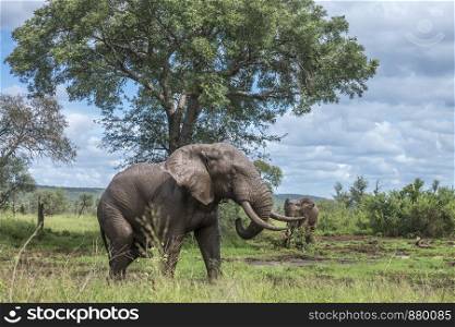 African bush elephant mud bathng in Kruger National park, South Africa ; Specie Loxodonta africana family of Elephantidae. African bush elephant in Kruger National park, South Africa