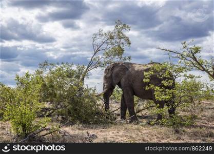 African bush elephant resting in shrub shadow in Kruger National park, South Africa ; Specie Loxodonta africana family of Elephantidae. African bush elephant in Kruger National park, South Africa