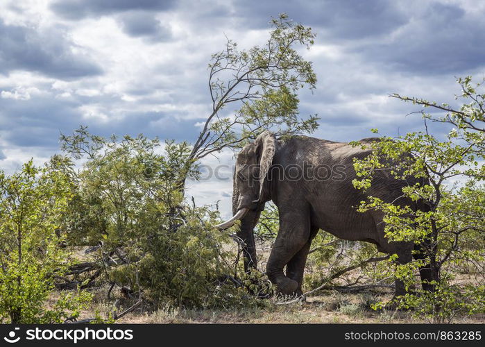 African bush elephant resting in shrub shadow in Kruger National park, South Africa ; Specie Loxodonta africana family of Elephantidae. African bush elephant in Kruger National park, South Africa