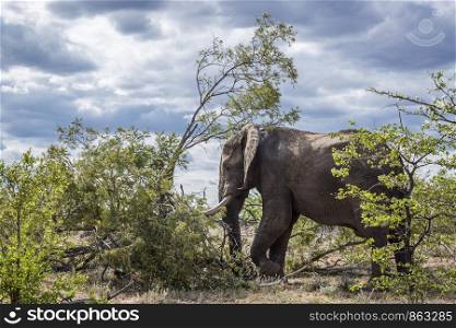 African bush elephant resting in shrub shadow in Kruger National park, South Africa ; Specie Loxodonta africana family of Elephantidae. African bush elephant in Kruger National park, South Africa