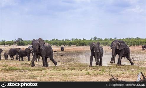 African bush elephant running and charging in Kruger National park, South Africa ; Specie Loxodonta africana family of Elephantidae. African bush elephant in Kruger National park, South Africa