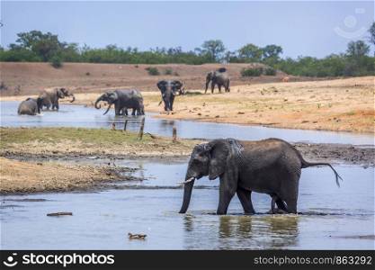 African bush elephant scenery in lake side in Kruger National park, South Africa ; Specie Loxodonta africana family of Elephantidae. African bush elephant in Kruger National park, South Africa