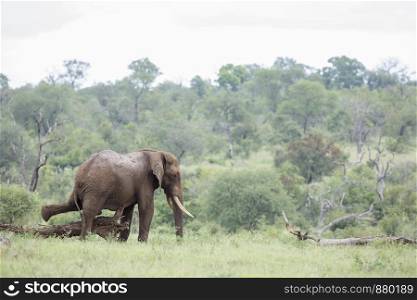 African bush elephant scratching his belly in Kruger National park, South Africa ; Specie Loxodonta africana family of Elephantidae. African bush elephant in Kruger National park, South Africa