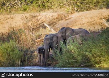 African bush elephant small group drinking at river in Kruger National park, South Africa ; Specie Loxodonta africana family of Elephantidae. African bush elephant in Kruger National park, South Africa