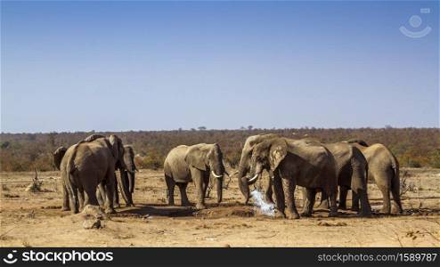 African bush elephant small group drinking in waterhole during drought in Kruger National park, South Africa ; Specie Loxodonta africana family of Elephantidae. African bush elephant in Kruger National park, South Africa