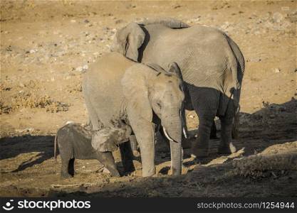African bush elephant suckling mother in Kruger National park, South Africa ; Specie Loxodonta africana family of Elephantidae. African bush elephant in Kruger National park, South Africa