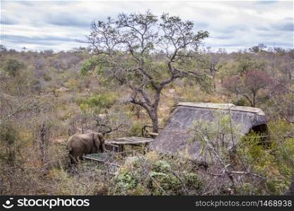 African bush elephant walking close to savannah house in Kruger National park, South Africa ; Specie Loxodonta africana family of Elephantidae. African bush elephant in Kruger National park, South Africa