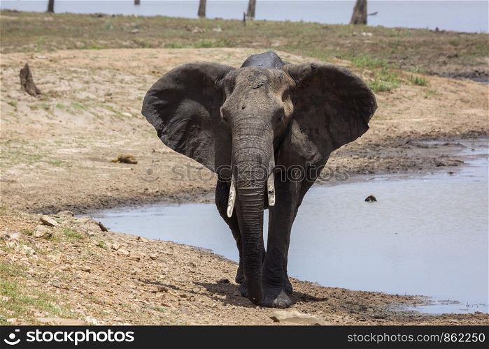 African bush elephant walking front view in Kruger National park, South Africa ; Specie Loxodonta africana family of Elephantidae. African bush elephant in Kruger National park, South Africa