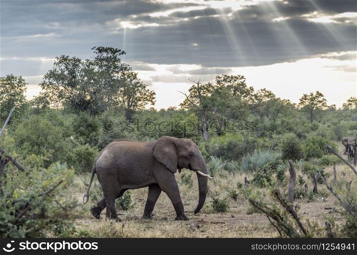 African bush elephant walking in bush under cloudy weather in Kruger National park, South Africa ; Specie Loxodonta africana family of Elephantidae. African bush elephant in Kruger National park, South Africa