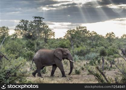 African bush elephant walking in bush under cloudy weather in Kruger National park, South Africa ; Specie Loxodonta africana family of Elephantidae. African bush elephant in Kruger National park, South Africa