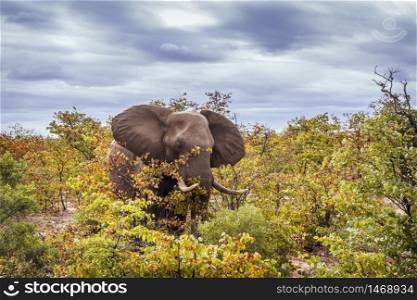 African bush elephant walking in fall color bush in Kruger National park, South Africa ; Specie Loxodonta africana family of Elephantidae. African bush elephant in Kruger National park, South Africa