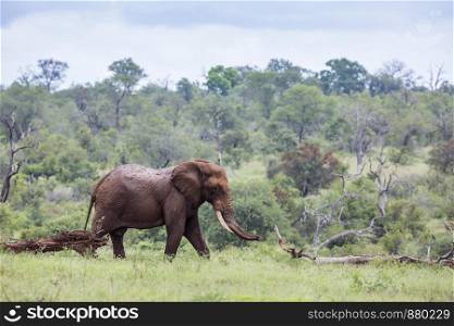 African bush elephant walking in green bush in Kruger National park, South Africa ; Specie Loxodonta africana family of Elephantidae. African bush elephant in Kruger National park, South Africa