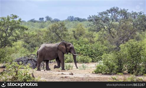 African bush elephant walking in the green bush in Kruger National park, South Africa ; Specie Loxodonta africana family of Elephantidae. African bush elephant in Kruger National park, South Africa