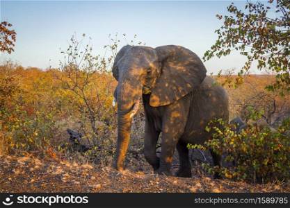 African bush elephant walking up from the fall colors bush in Kruger National park, South Africa ; Specie Loxodonta africana family of Elephantidae. African bush elephant in Kruger National park, South Africa