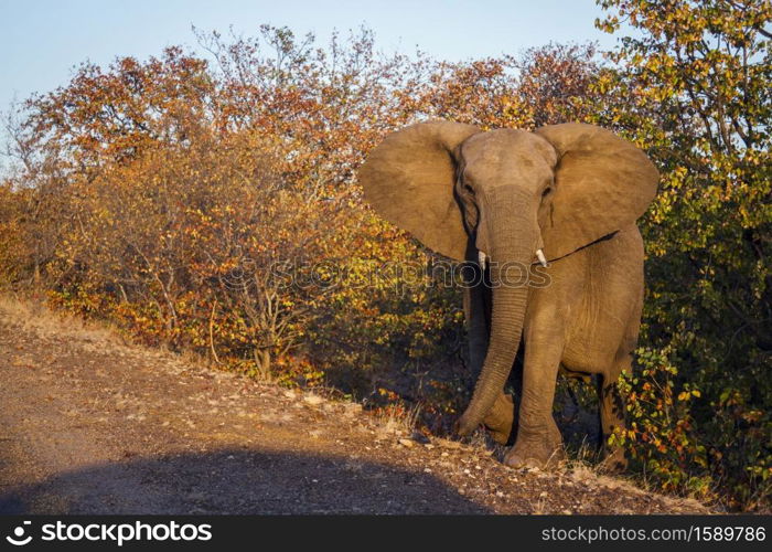 African bush elephant walking up from the fall colors bush in Kruger National park, South Africa ; Specie Loxodonta africana family of Elephantidae. African bush elephant in Kruger National park, South Africa