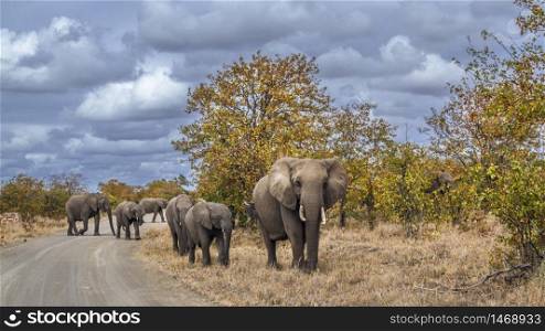 African bush elephants family crossing safari road in Kruger National park, South Africa ; Specie Loxodonta africana family of Elephantidae. African bush elephant in Kruger National park, South Africa
