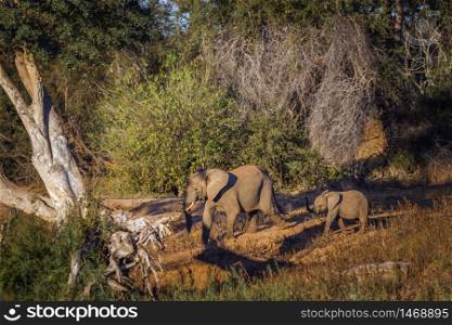 African bush elephants female and baby in twilight in Kruger National park, South Africa ; Specie Loxodonta africana family of Elephantidae. African bush elephant in Kruger National park, South Africa