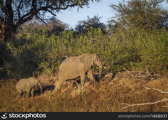 African bush elephants female and baby in twilight in Kruger National park, South Africa ; Specie Loxodonta africana family of Elephantidae. African bush elephant in Kruger National park, South Africa