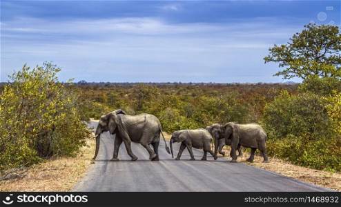 African bush elephants group crossing safari road in Kruger National park, South Africa ; Specie Loxodonta africana family of Elephantidae. African bush elephant in Kruger National park, South Africa