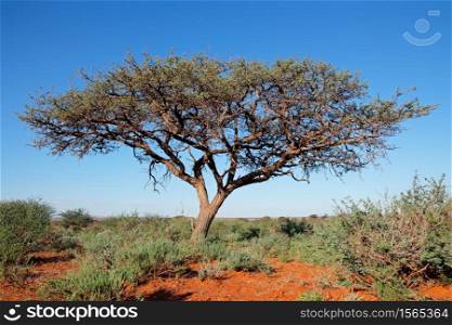 African camel-thorn tree (Vachellia erioloba) against a blue sky, South Africa