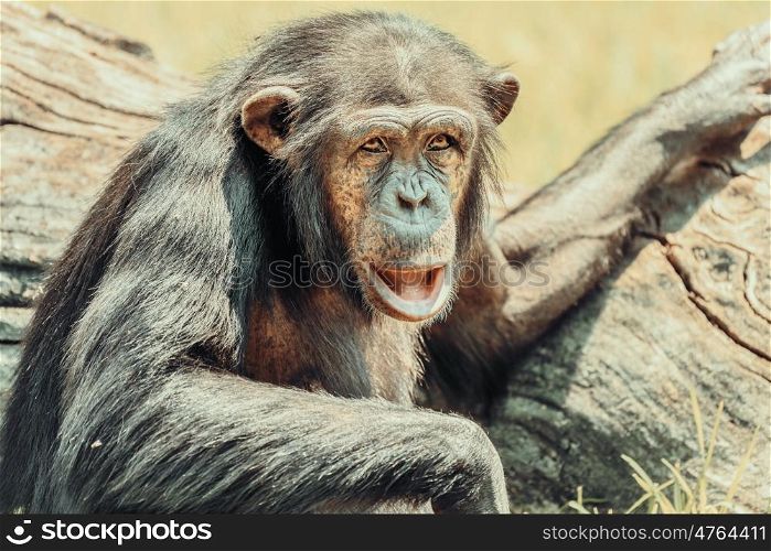 African Chimpanzee Portrait