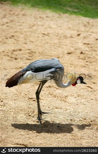 African crown crane side profile view dired clay soil