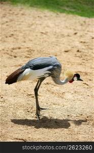 African crown crane side profile view dired clay soil
