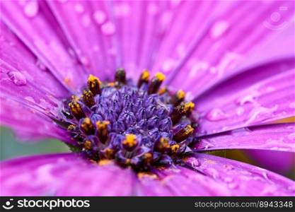 african daisy flower dew dewdrops