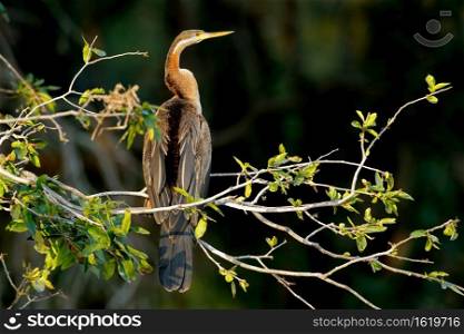 African darter  Anhinga rufa  perched in a tree, Kruger National Park, South Africa 