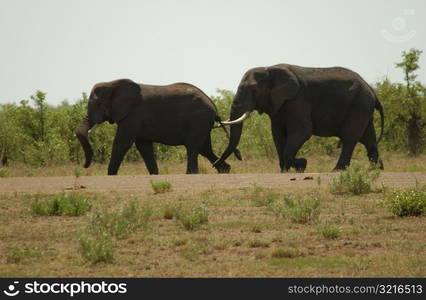 African Elephant