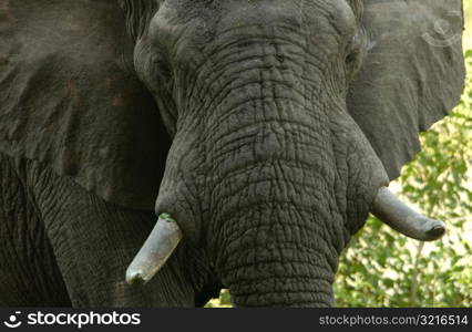 African Elephant