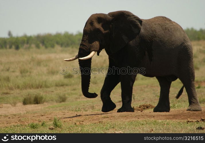 African Elephant