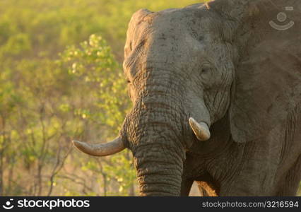 African Elephant