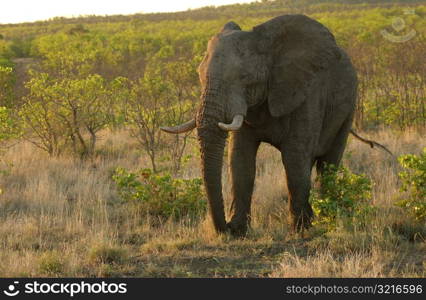 African Elephant