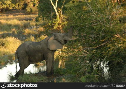 African Elephant