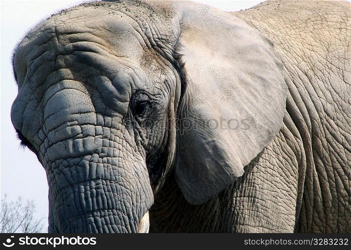 African elephant.