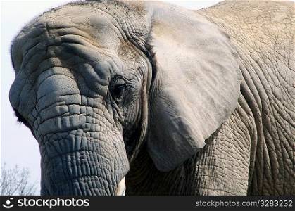 African elephant.