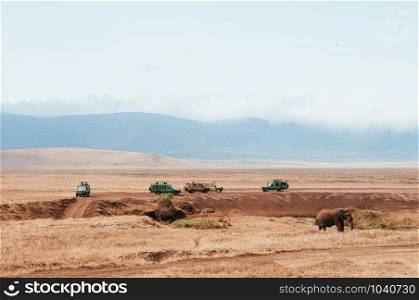 African Elephant and Safari offroad car in golden grass field in Ngorongoro consevation area, Serengeti Savanna forest in Tanzania - African safari wildlife watching trip