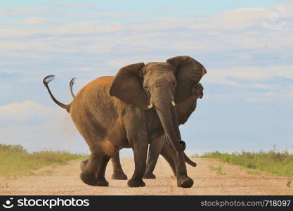 African Elephant - Angry Cows