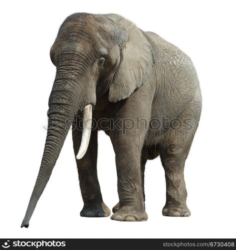 African elephant at the zoo, isolated on white background.