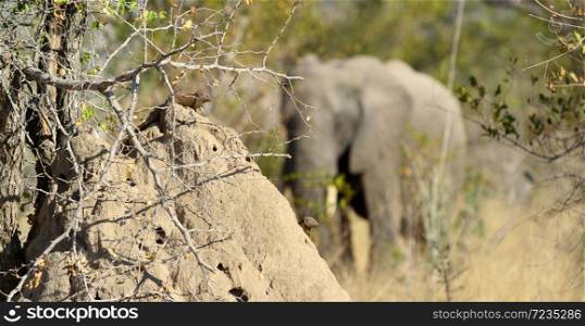 African Elephant behind a termite mound on Safari in a South African game reserve